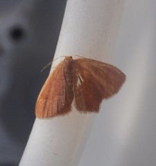 Thalera pistasciaria