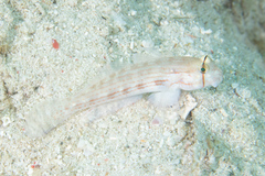 Gnatholepis cauerensis