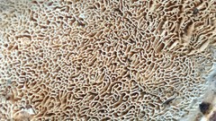 Wrightoporia austrosinensis