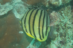 Chaetodon octofasciatus