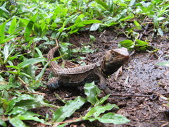 Morunasaurus annularis