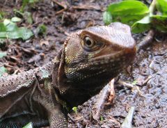 Morunasaurus annularis