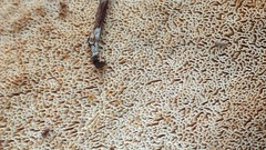 Wrightoporia austrosinensis