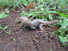 Morunasaurus annularis