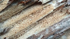 Wrightoporia austrosinensis
