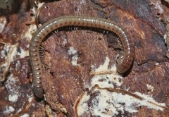 Cylindroiulus britannicus
