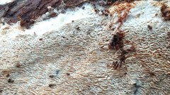 Wrightoporia austrosinensis