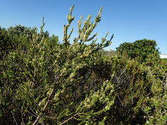 Struthiola striata