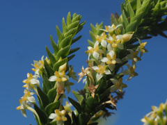Struthiola striata