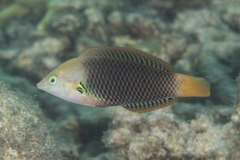Halichoeres podostigma