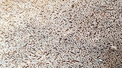 Wrightoporia austrosinensis