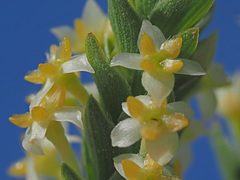 Struthiola striata