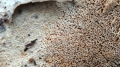 Wrightoporia austrosinensis