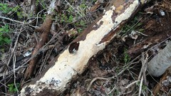 Wrightoporia austrosinensis
