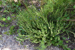 Scutellaria potosina