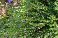 Scutellaria potosina