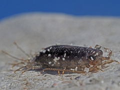 Ligia glabrata