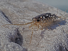 Ligia glabrata
