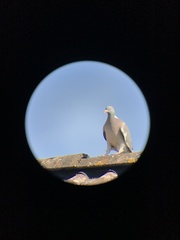 Columba palumbus