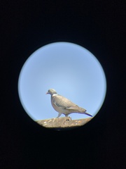 Columba palumbus