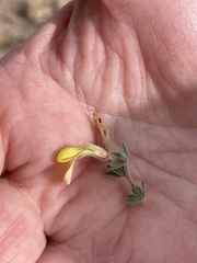 Acmispon neomexicanus