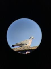 Columba palumbus