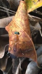 Ptecticus testaceus