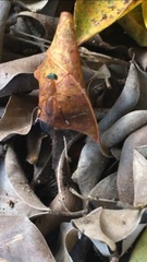 Ptecticus testaceus