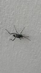 Evania appendigaster