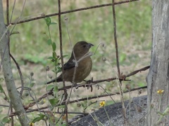 Passerina versicolor