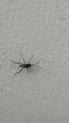 Evania appendigaster