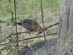 Passerina versicolor