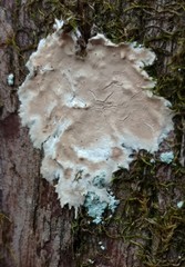 Ramaricium polyporoideum