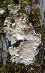 Ramaricium polyporoideum