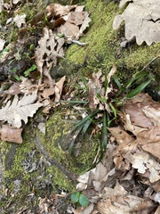 Luzula forsteri