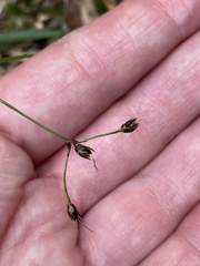 Luzula forsteri