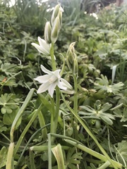 Ornithogalum nutans