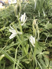 Ornithogalum nutans