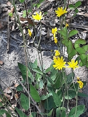Hieracium bifidum
