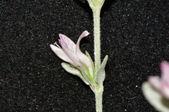 Carlowrightia texana