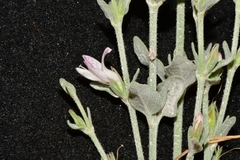 Carlowrightia texana