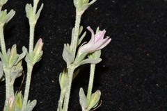 Carlowrightia texana