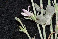 Carlowrightia texana