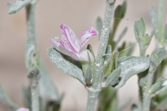 Carlowrightia texana