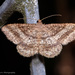 Chiasmia fidoniata - Photo (c) 57Andrew, algunos derechos reservados (CC BY-NC-ND), subido por 57Andrew