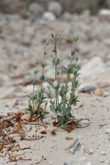 Carlowrightia texana
