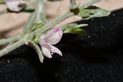Carlowrightia texana