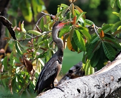 Anhinga anhinga anhinga