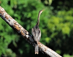 Anhinga anhinga anhinga
