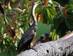 Anhinga anhinga anhinga